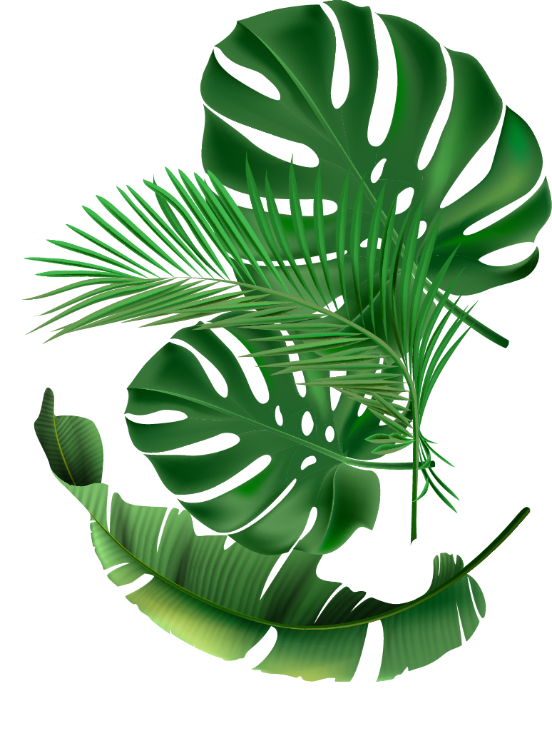 illustration de plante